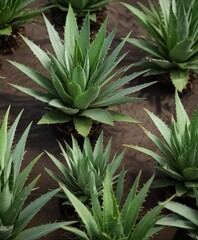 Obraz premium A collection of aloe vera leaves in different stages of maturity , foliage, plant development, botanical photography
