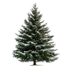 Fototapeta premium A snow-covered evergreen tree, often associated with winter and holiday celebrations.