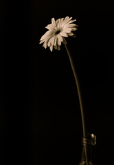 white flower on black