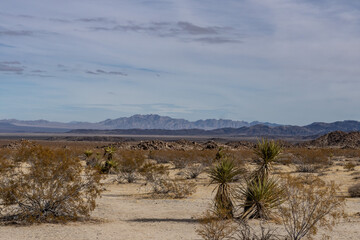Colorado Desert section of the Sonoran Desert. Pinto Basin Rd, Joshua Tree National Park，...