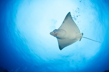 Eagle ray, French Polynesia
