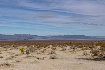 Colorado Desert section of the Sonoran Desert. Pinto Basin Rd, Joshua Tree National Park，...