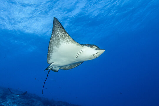 Eagle ray, French Polynesia