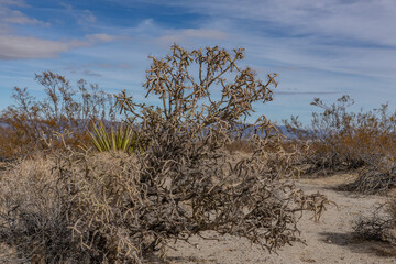 Cylindropuntia ramosissima is a species of cactus,diamond cholla and branched pencil cholla. ,...