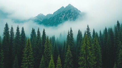 Obraz premium Misty Mountain Peaks Evergreen Forest at Dawn