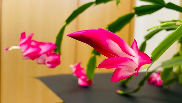 シャコバサボテンの花/開花❺