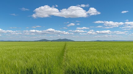 Obraz premium Serene Green Field Blue Sky Rolling Hills Landscape Photography