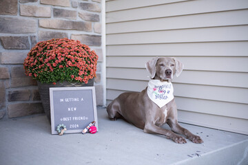 Weimaraner Big Sister Announcement - Little Sister Baby Puppy Announcement