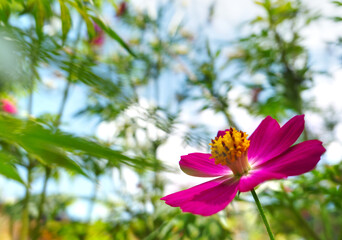 beautiful pink cosmos flowers with summer blooming at garden.