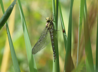 Blaugrüne Mosaikjungfer - Southern Hawker