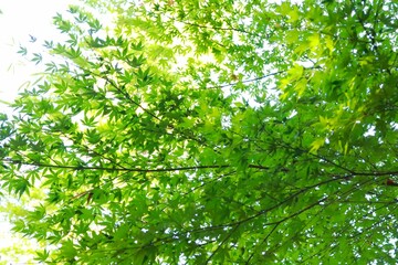 まだ青い紅葉の葉