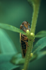 The cicada is green with a brown body on a green stem.Macrophotography of a beetle in the grass.