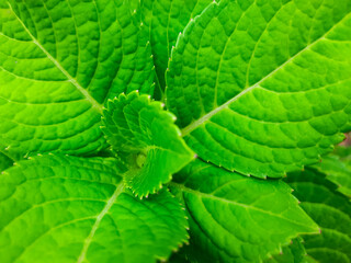Fototapeta premium Close-Up of Fresh Green Leaves