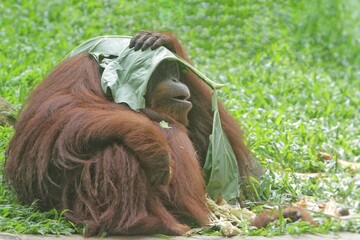 A Sumatran orangutan covers its head with leaves © Pitokung