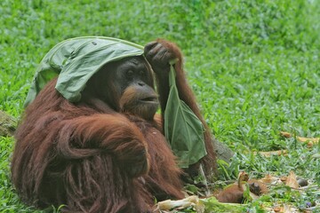 A Sumatran orangutan covers its head with leaves © Pitokung