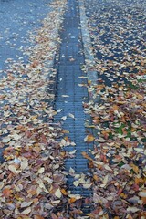 道路の側溝の周りに積もる落ち葉