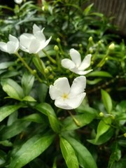 Attractive white flowers, background wallpaper.