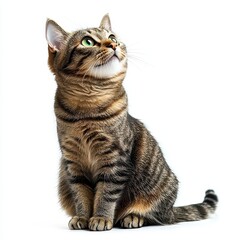 Fototapeta premium Adorable Tabby Cat Looking Upwards, Isolated on White Background - Perfect for Pet, Animal, and Veterinary Websites
