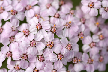 Flowerhead of Achillea millefolium - yarrow - common yarrow - Asteraceae © Collpicto