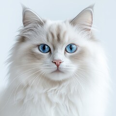 Obraz premium Stunning Close-Up Portrait of a Ragdoll Cat with Striking Blue Eyes - Pure White Fur and Elegant Features