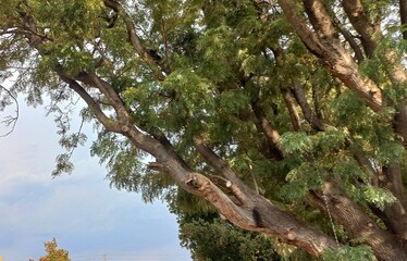 Fototapeta premium The tree