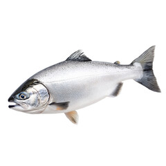 Obraz premium Salmon on transparent background
