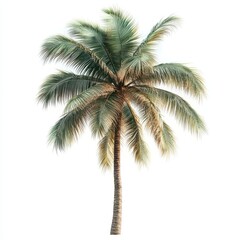 Obraz premium Majestic Single Coconut Palm Tree Isolated on White Background - Tropical Vacation Paradise Imagery