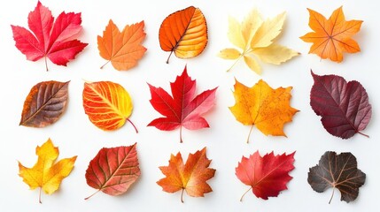 Obraz premium Collection of Vibrant Autumn Leaves Red, Orange, Yellow Fall Foliage Isolated on White Background - Perfect for Seasonal Designs