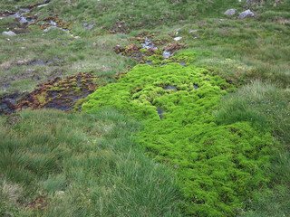 Obraz premium Ascent of Lochnagar from Spital of Glen Muick - Cairngorms National Park - Aberdeenshire - Scotland - UK