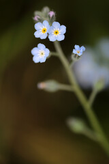 Forget-me-not flowers - Myosotis discolor - Boraginaceae