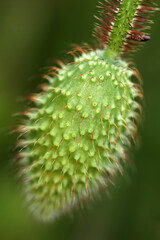 Papaver somniferum - flower bud