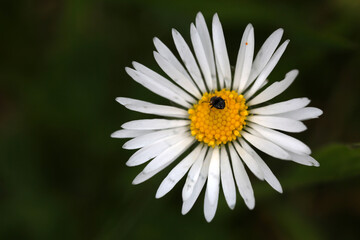 Fototapeta premium Orius niger on Leucanthemum vulgare inflorescence - ox-eye daisy - oxeye daisy -Chrysanthemum leucanthemum - Asteraceae - Heteroptera