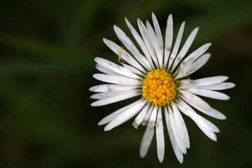 Leucanthemum vulgare inflorescence - ox-eye daisy - oxeye daisy -Chrysanthemum leucanthemum - Asteraceae