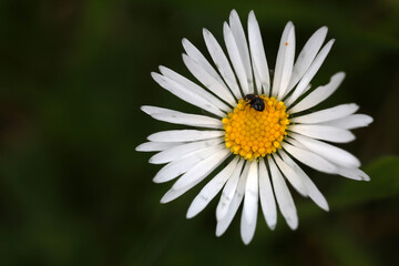 Orius niger on Leucanthemum vulgare inflorescence - ox-eye daisy - oxeye daisy -Chrysanthemum leucanthemum - Asteraceae - Heteroptera