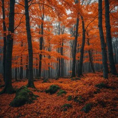 Obraz premium An autumn forest with vibrant orange and red leaves.