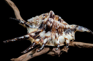 Lambis tiger Shell on Driftwood with Black Background