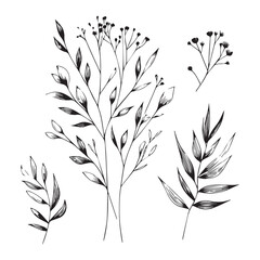 Fototapeta premium Minimal Floral Graphic Sketch Line art Drawing
