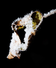 A leaf is covered in snow and ice