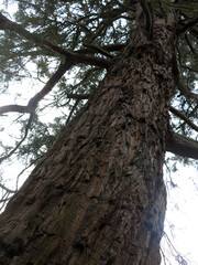 Cedrus - Cedar tree - Coniferous Pinaceae in the ground of Crathes Castle - Aberdeenshire - Scotland - UK