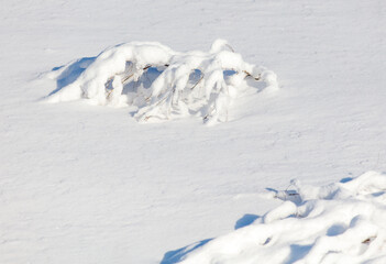 A branch covered in snow is laying on the ground