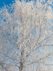 A tree with a lot of snow on it is in front of a blue sky