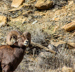 Desert Big Horn Ram close up