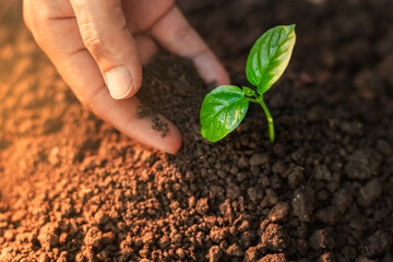 men's hands growing and nurturing young seedlings growing on fertile soil for a greener future....