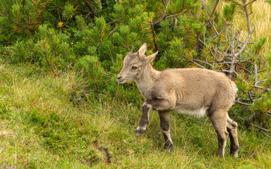 Steinbock jungtier (Capra Ibex)