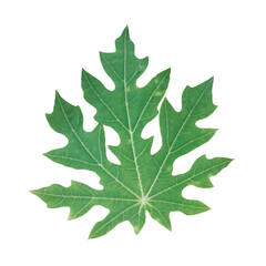 Fototapeta premium Fresh green papaya leaves