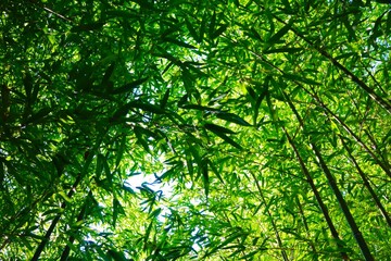 笹の葉トンネル