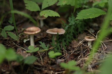 Mushroom 