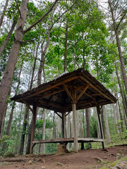 Empty hut in the middle of a pine forest
