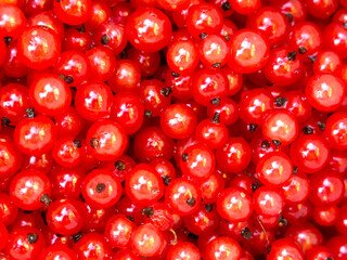 collected red currant berries in a bucket