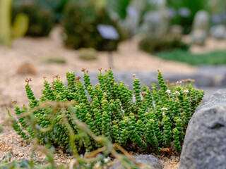 Close-up photo of a cute green succulent plant
